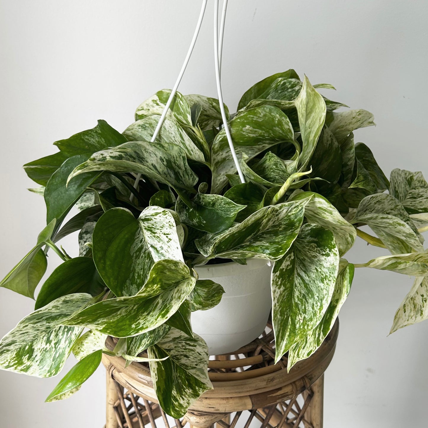 Pothos Marble Queen 8” pot