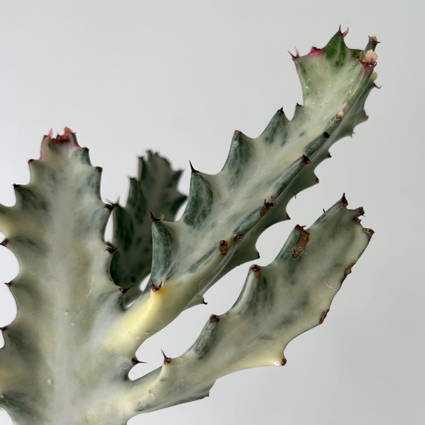 Euphorbia Lactea 'White Ghost' 4”pot approximately 22 inches tall