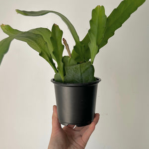 Orchid Cactus (Epiphyllum) 4” pot