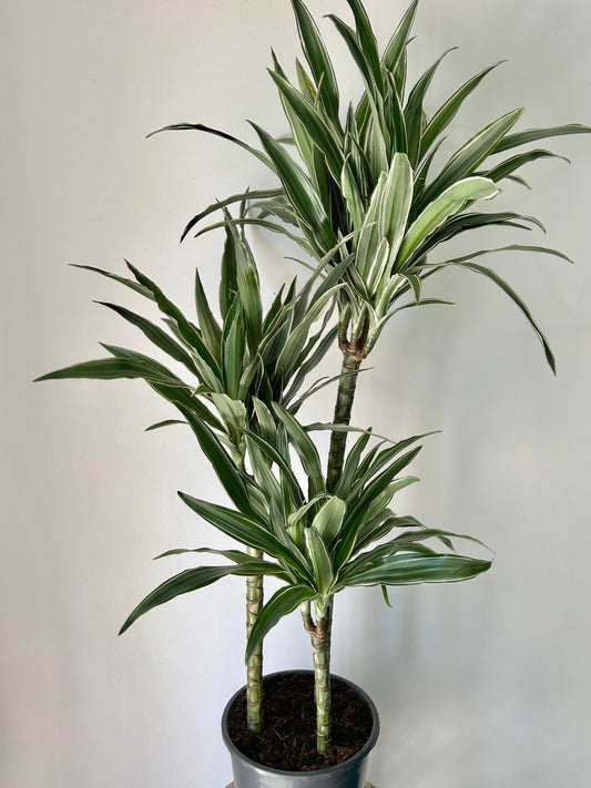 Dracaena warneckii Cane approximately 3.5ft tall in 8”pot