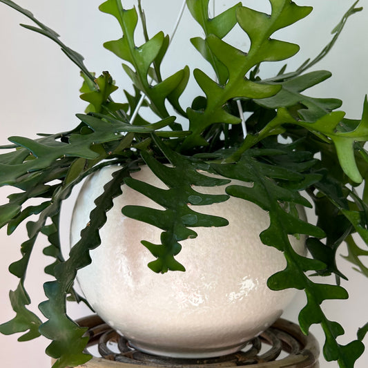 MAYA Large Decorative Pot (9.5"X8”)