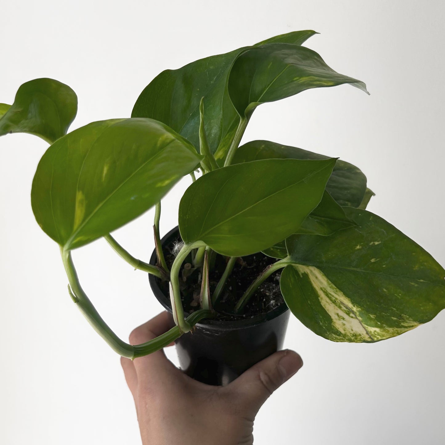 Golden Pothos  3.5” pot