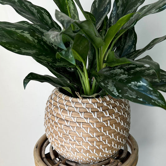 Aglaonema "Shades” 6”pot