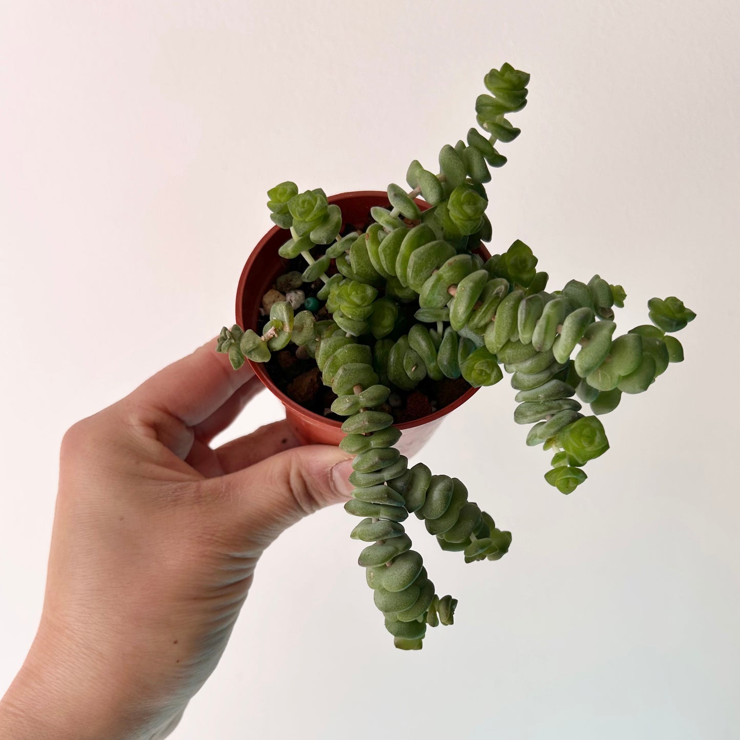 Jade Necklace (Crassula Marnieriana ) 3”pot