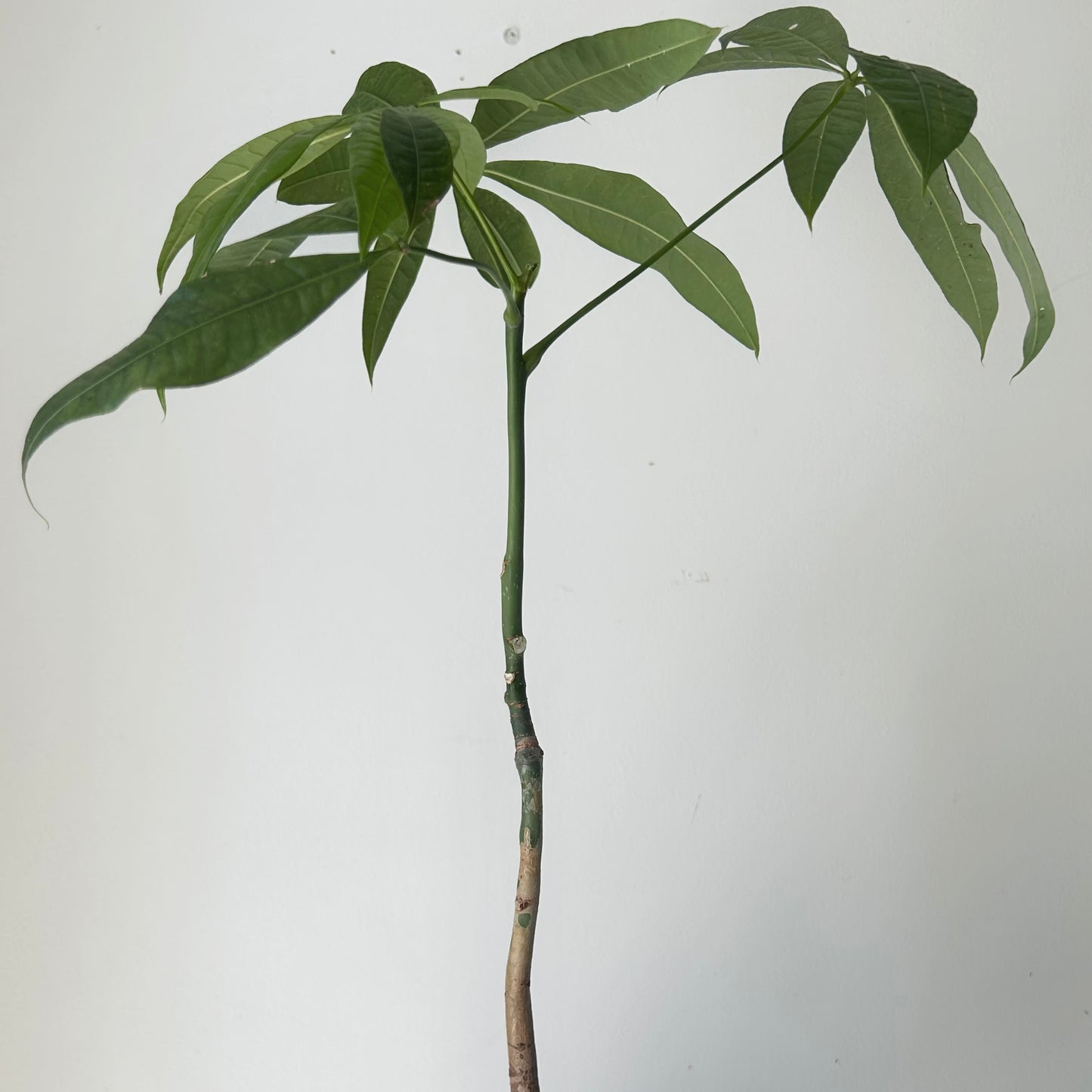 Money Tree (Pachira aquatica) single stalk 4”pot