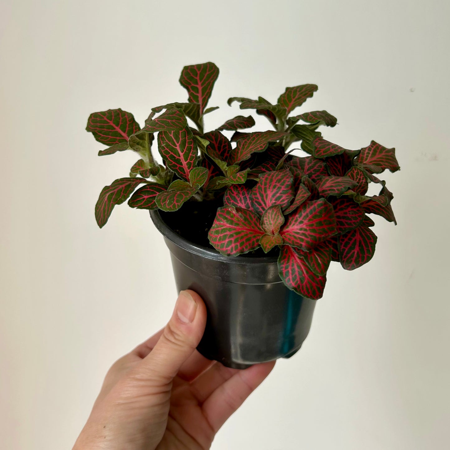 Red Nerve Plant (Fittonia) 3.5”pot
