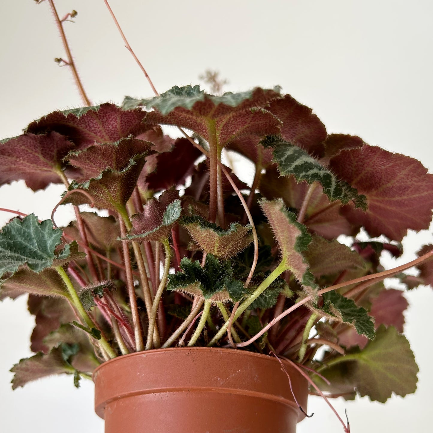 Strawberry Begonia  (Saxifraga Stolonifera) 3.5” pot