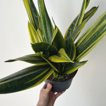 Load image into Gallery viewer, Sanseveria &quot;Gold Flame&quot;  6” pot
