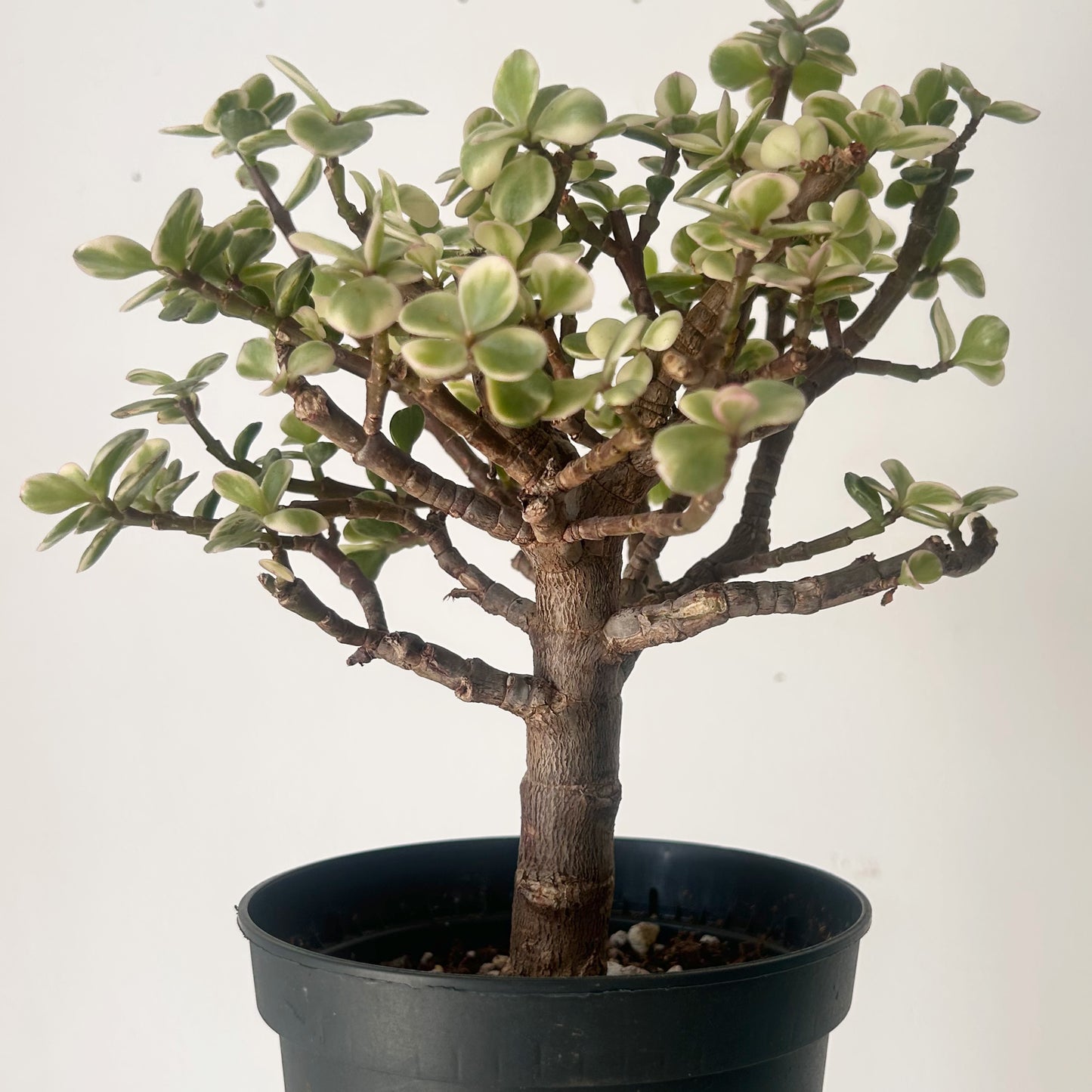 Variegated Elephant Jade PREFINISHED Bonsai Tree  (Portulacaria Afra) 4"pot
