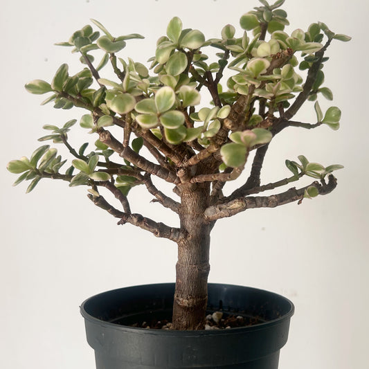 Variegated Elephant Jade PREFINISHED Bonsai Tree  (Portulacaria Afra) 4"pot