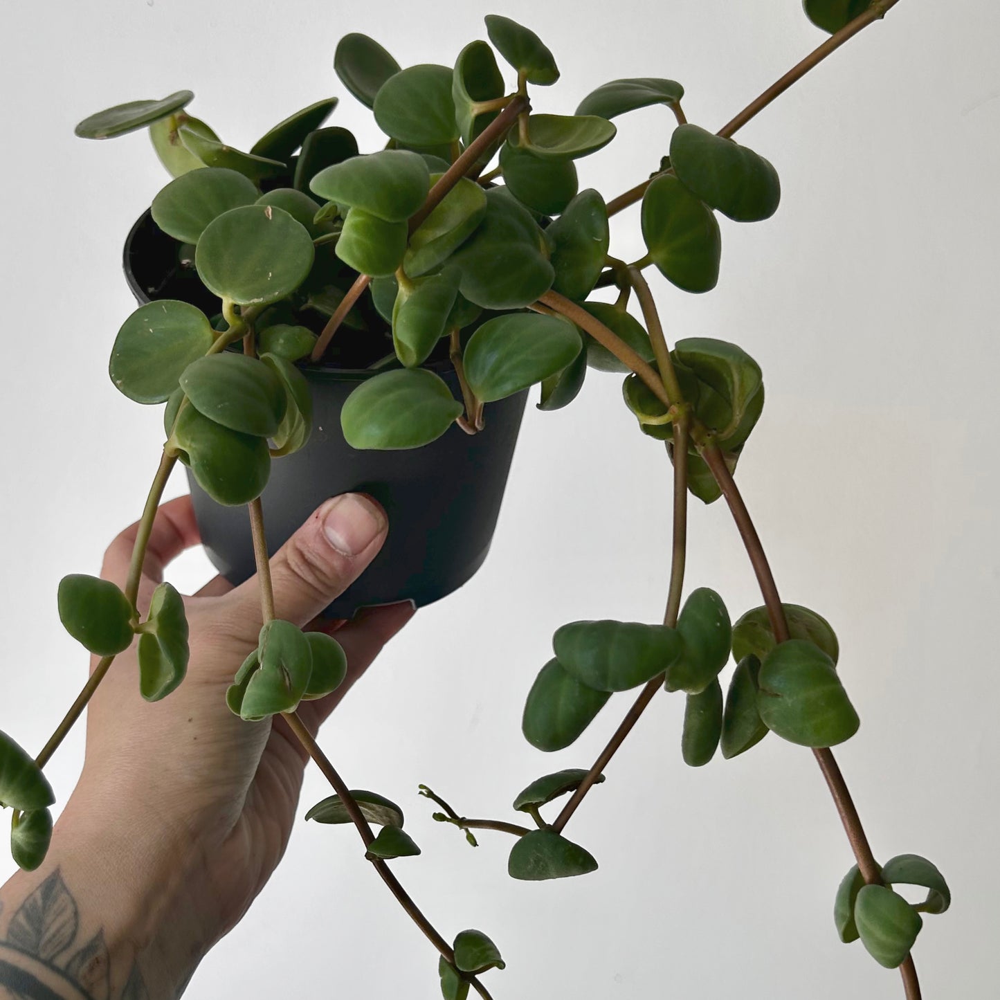 Peperomia tetraphylla ‘Hope’ 5” pot
