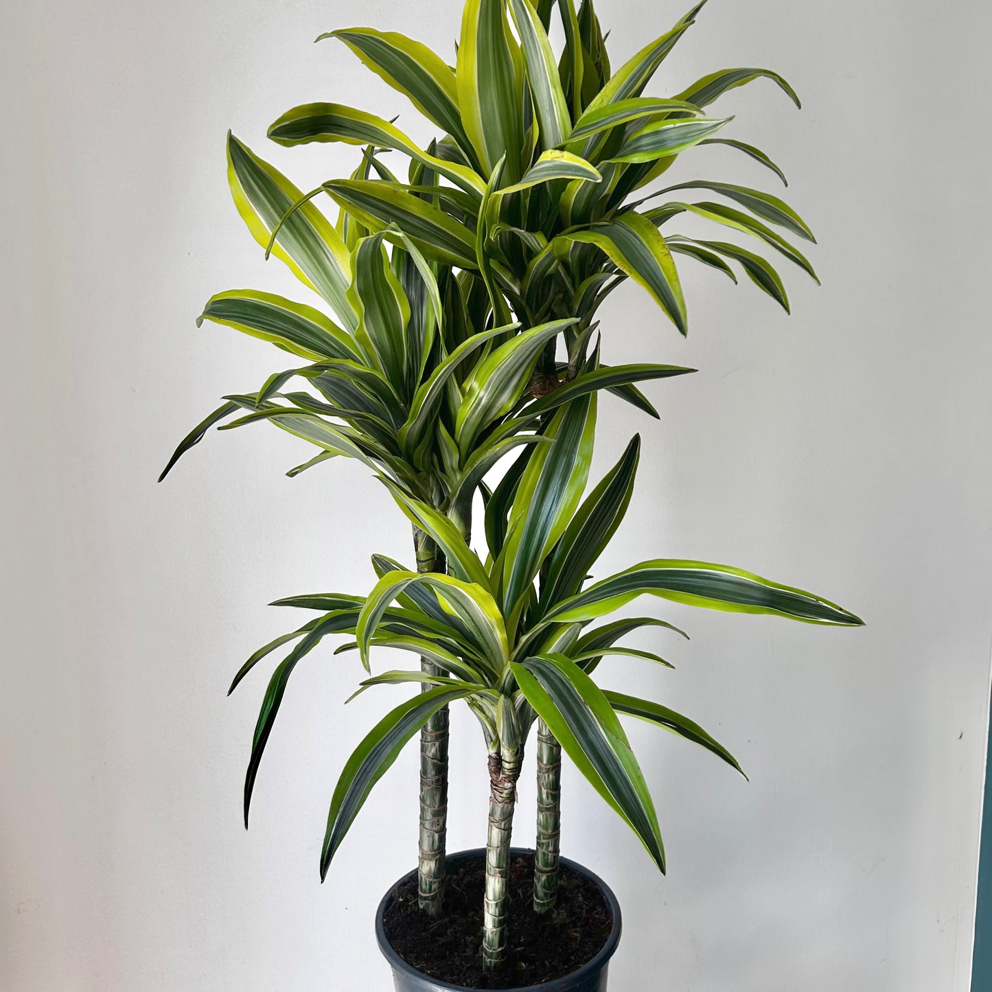 Dracaena fragans Cane ‘Lemon Lime’ approximately 3 ft tall in 8” pot