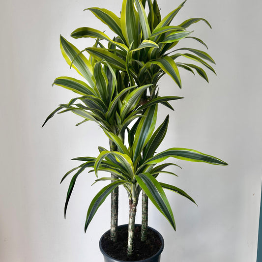 Dracaena fragans Cane ‘Lemon Lime’ approximately 3 ft tall in 8” pot
