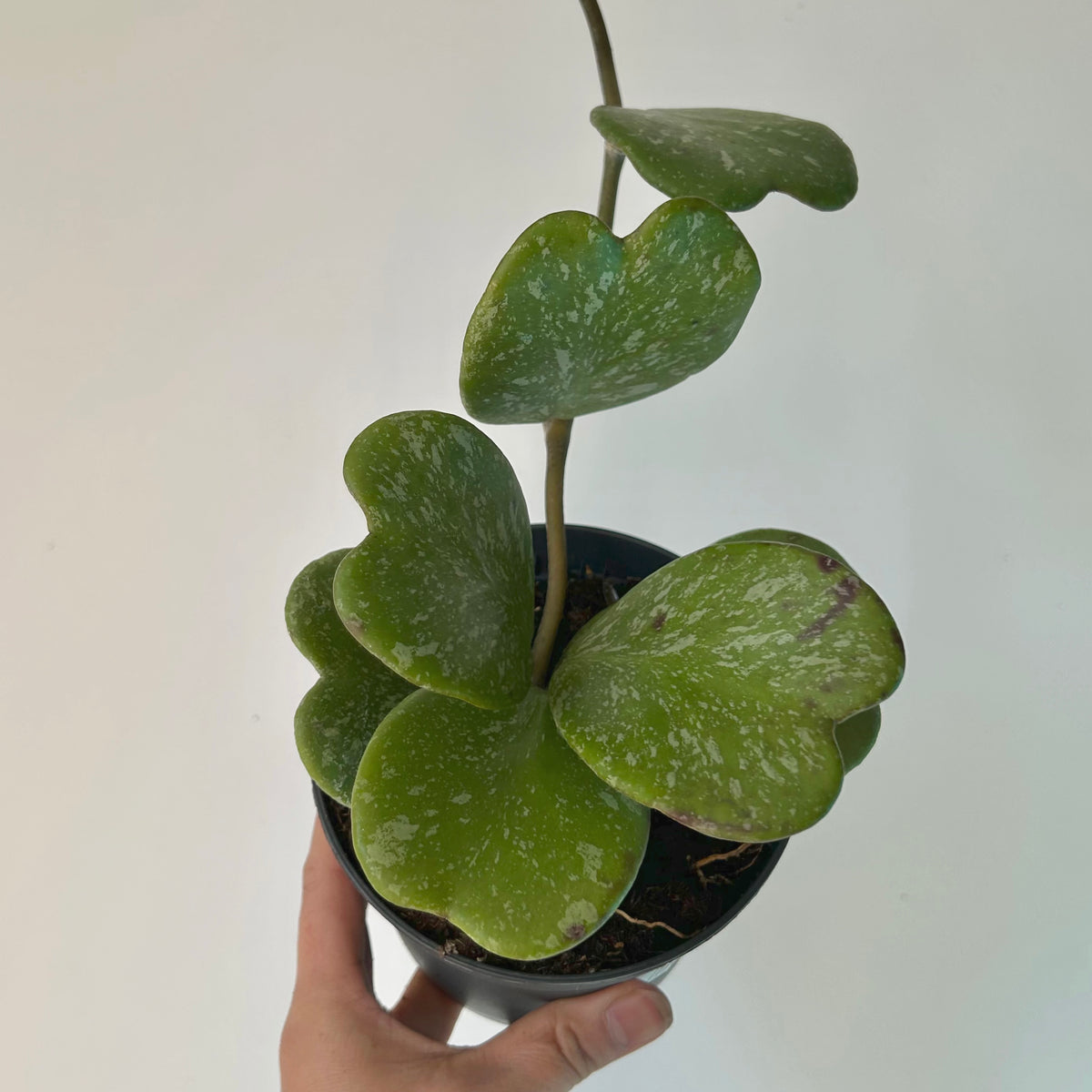 Sweetheart Hoya Vine "Splash" (Kerrii) 5” pot