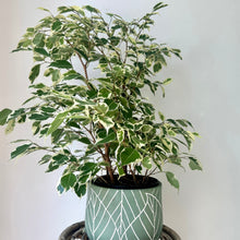 Load image into Gallery viewer, Ficus Benjamina Variegated (approx 20 inches tall) in 6.5&quot;pot
