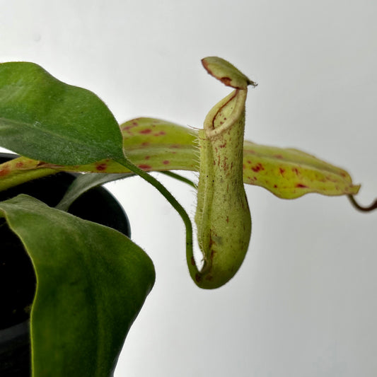Nepenthes Dyeriana 3.5” pot