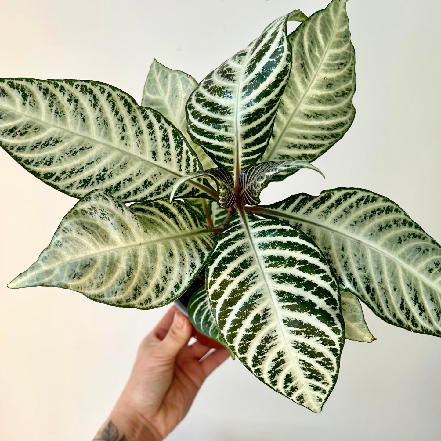 Aphelandra “Snowflake” 4" pot