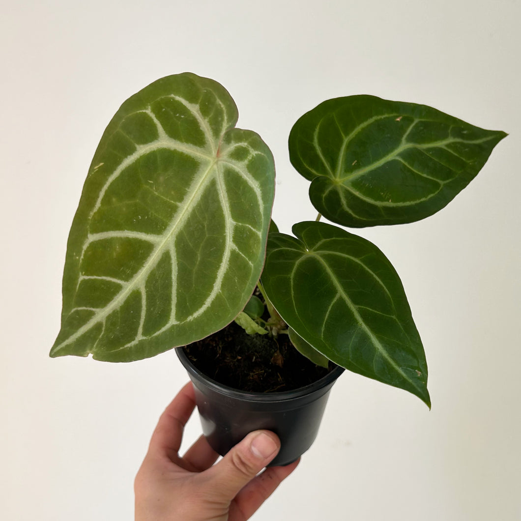 Anthurium magnificum 4” pot