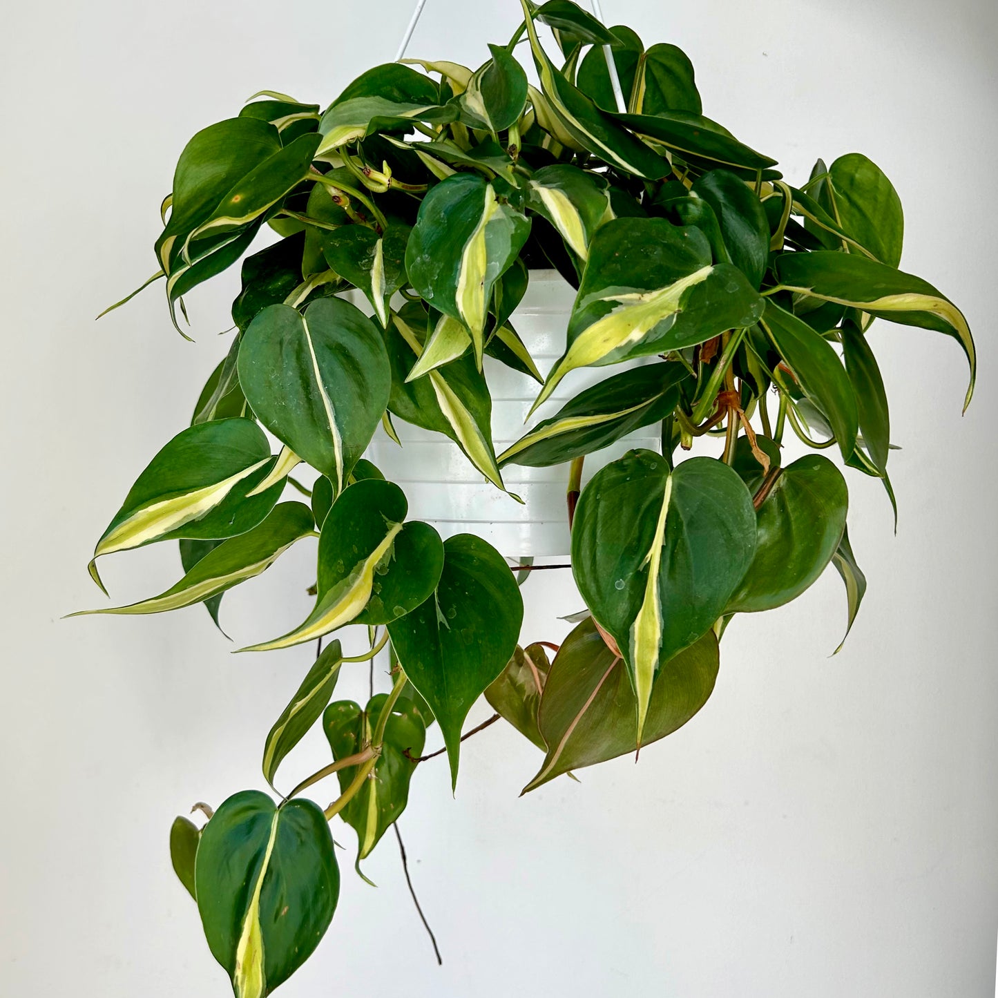 Philodendron "Silver Stripe” 8” hanging basket