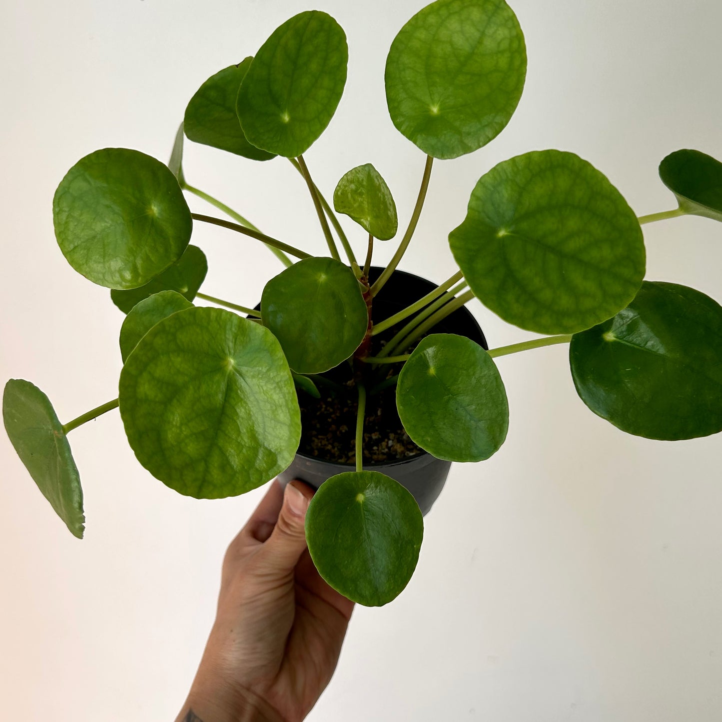 Chinese Money Plant (Pilea Peperomioides ) 5”pot