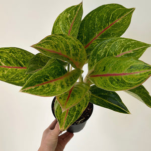 Aglaonema "Green Papaya" 5pot