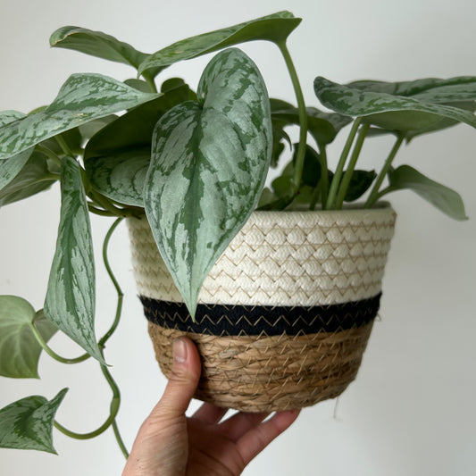 Tricolour Shallow Decorative Plant Basket(7.5”x6)
