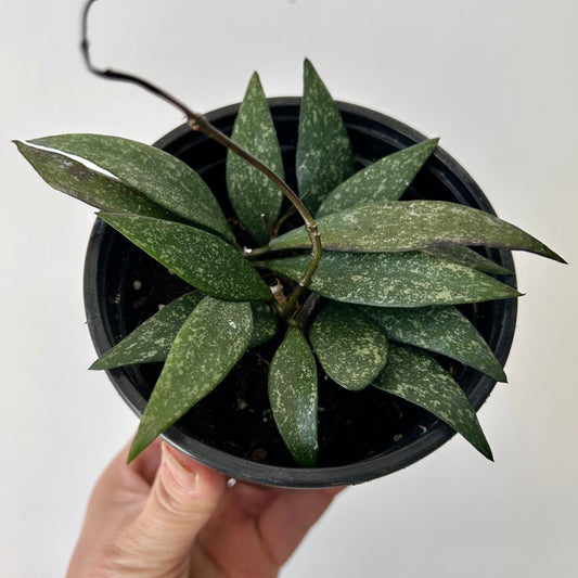 Hoya parviflora splash 4”pot