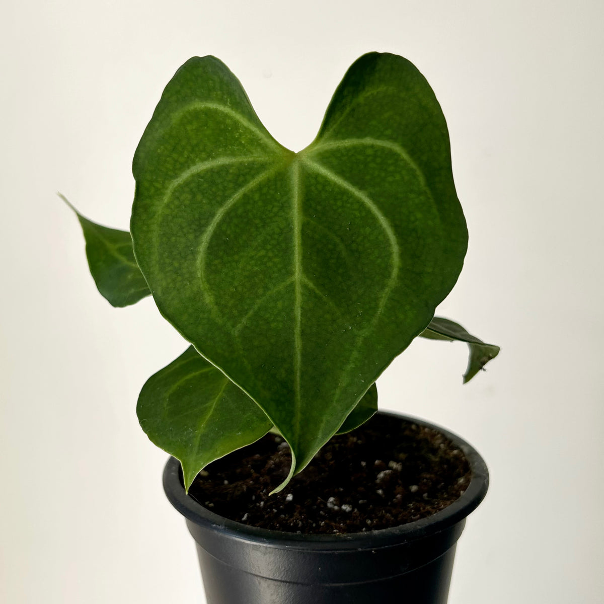 Anthurium Clarinervium 3.5”pot