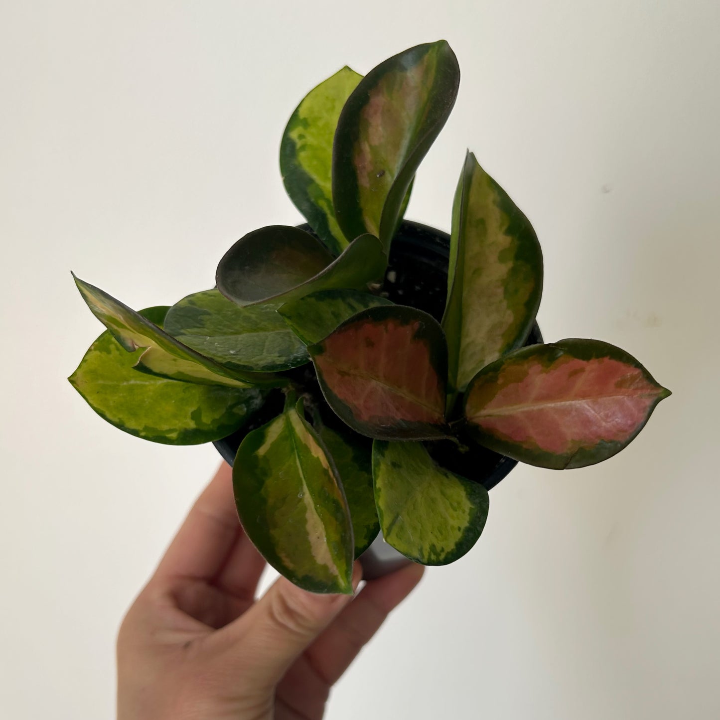 Variegated Hoya australis “Lisa” 3.5”pot