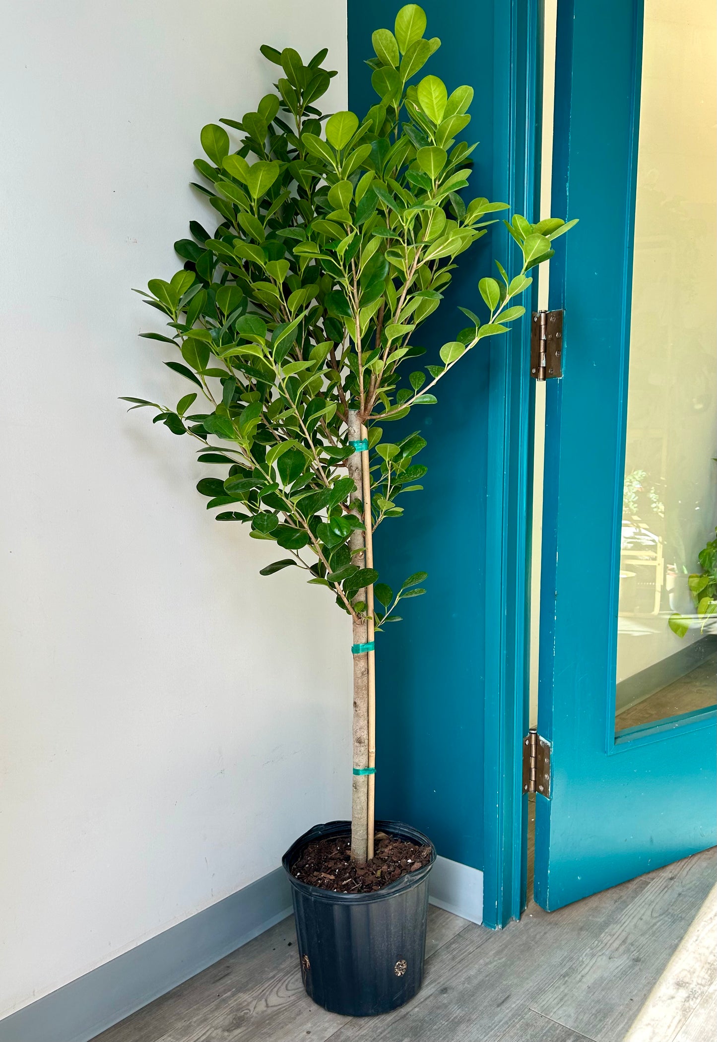 Ficus Moclame approximately 4ft ft tall in 10"pot