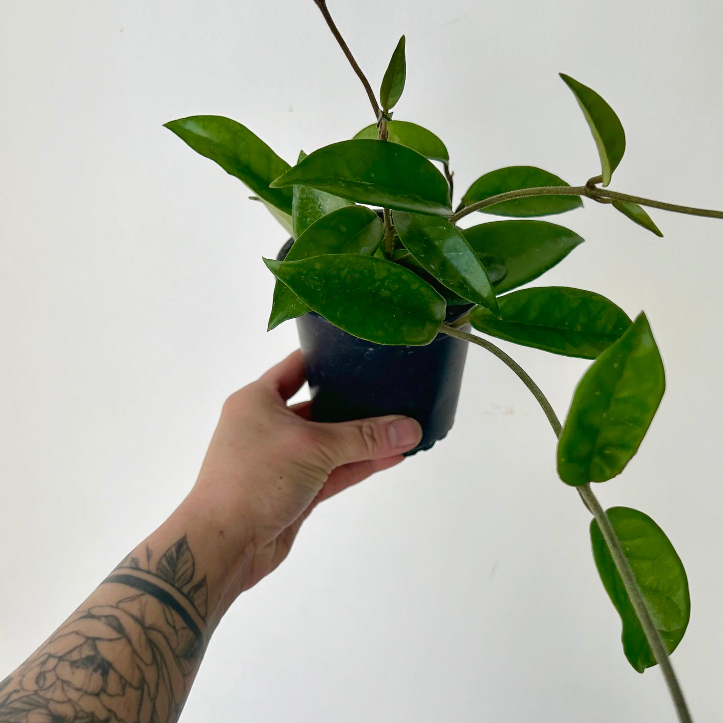 Hoya carnosa 4” pot