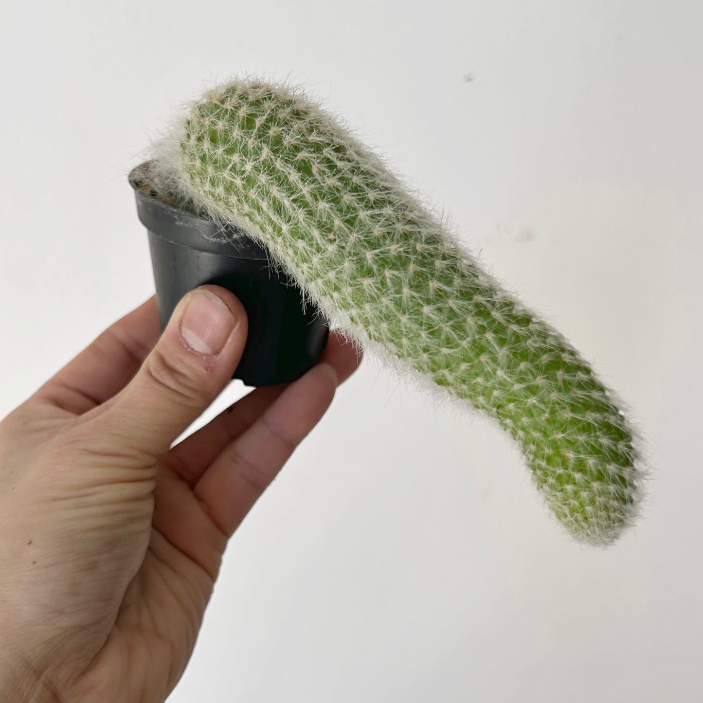 Monkey Tail Cactus (Cleistocactus colademononis) 2.5” pot