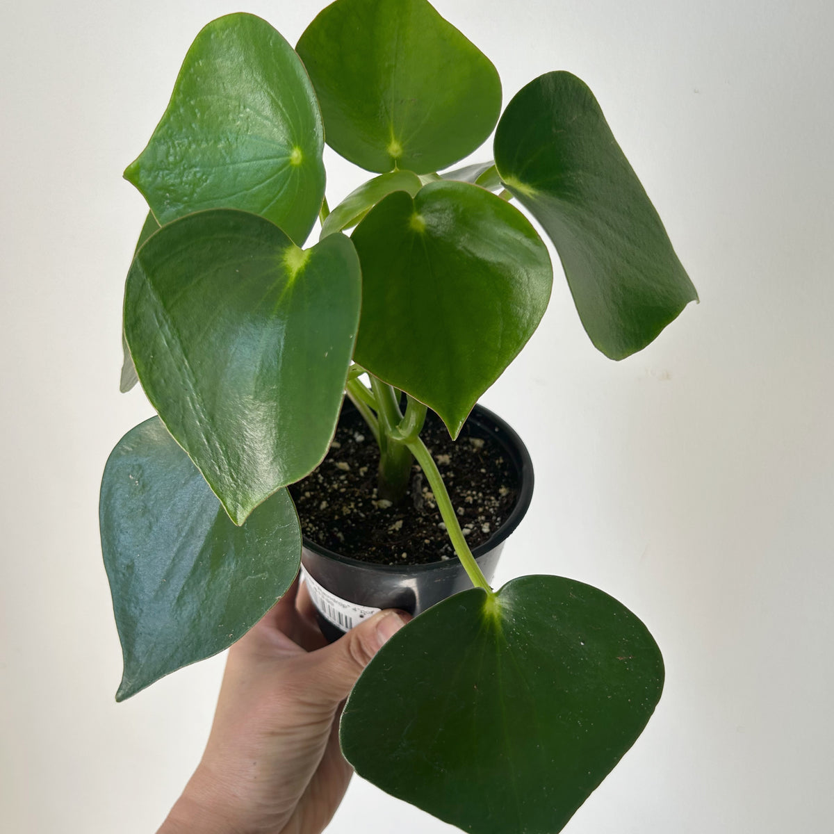 Peperomia “Raindrop” 4”pot