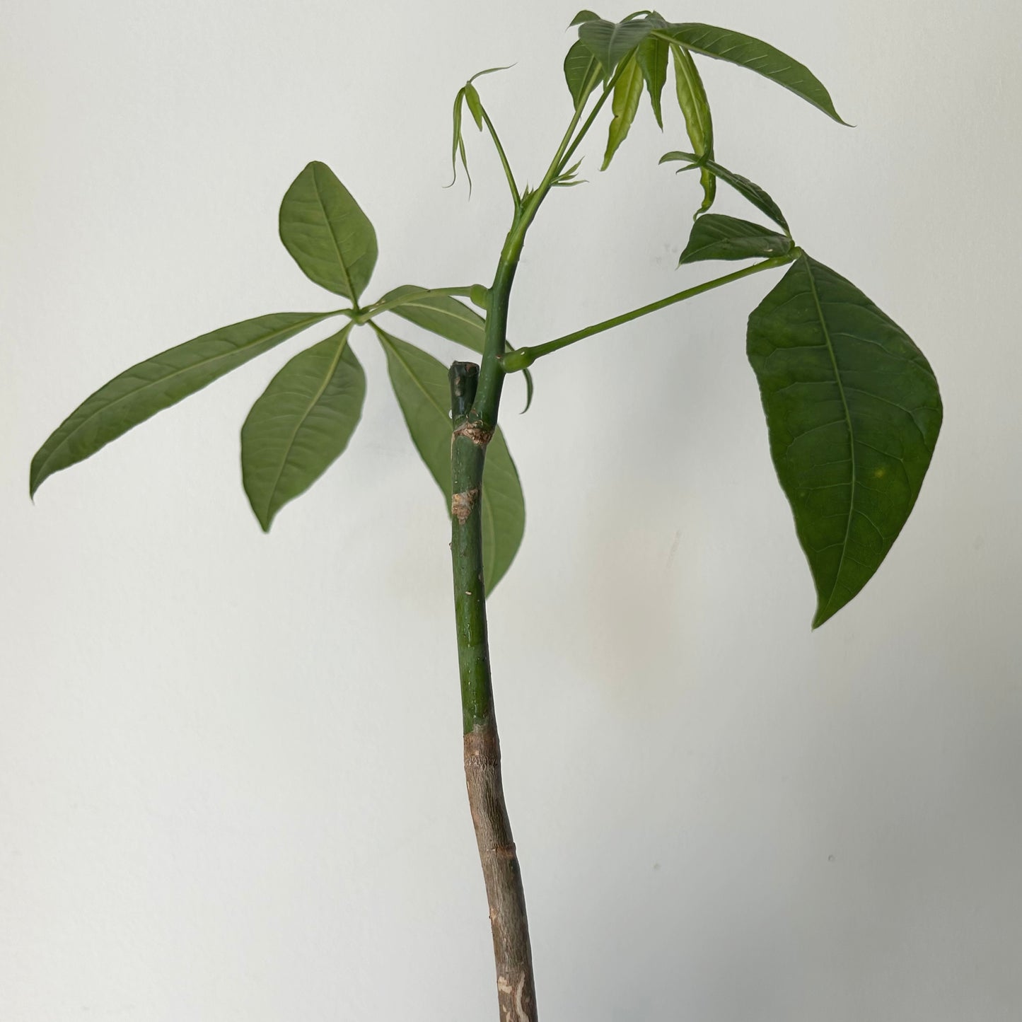 Money Tree (Pachira aquatica) single stalk 4”pot
