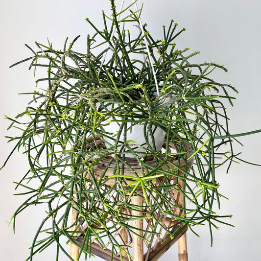 Rhipsalis heteroclada 8" hanging basket