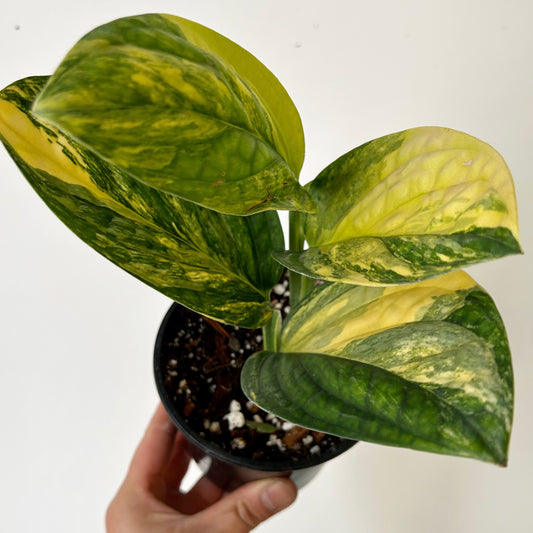 Variegated Monstera Peru ( Karstenianum) 4”pot