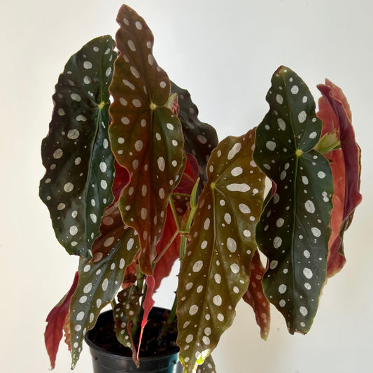 Polka Dot Begonia maculata 4.25”pot