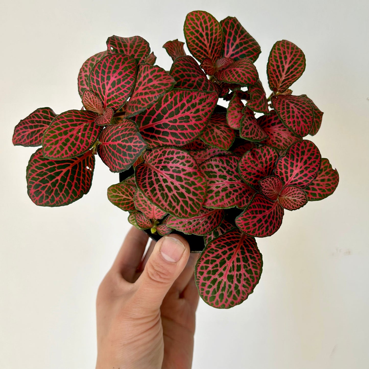 Nerve Plant (Fittonia) Red in 4”pot