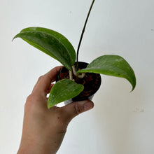 Load image into Gallery viewer, Hoya Wibergiae  2.75&quot; pot
