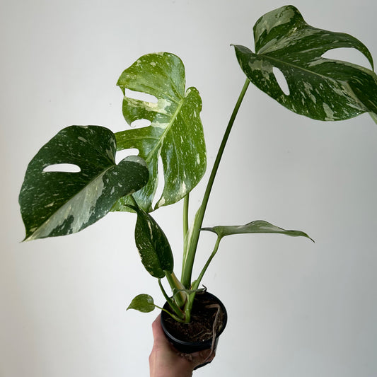 Monstera “Thai Constellation" 3.5”pot