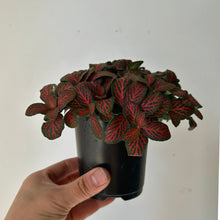 Load image into Gallery viewer, Fittonia flammule 3.5”pot
