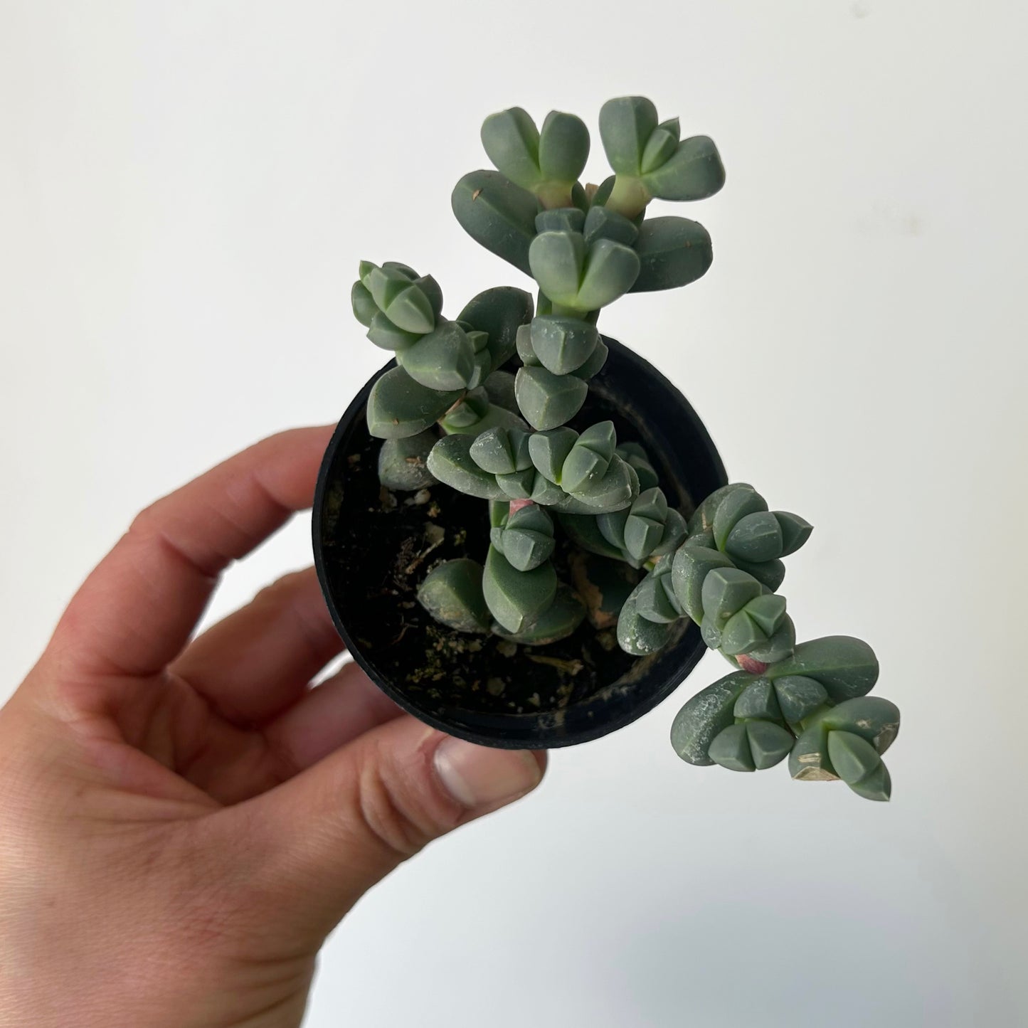 Ice Plant  (Corpuscularia Lehmannii) 2.5” pot