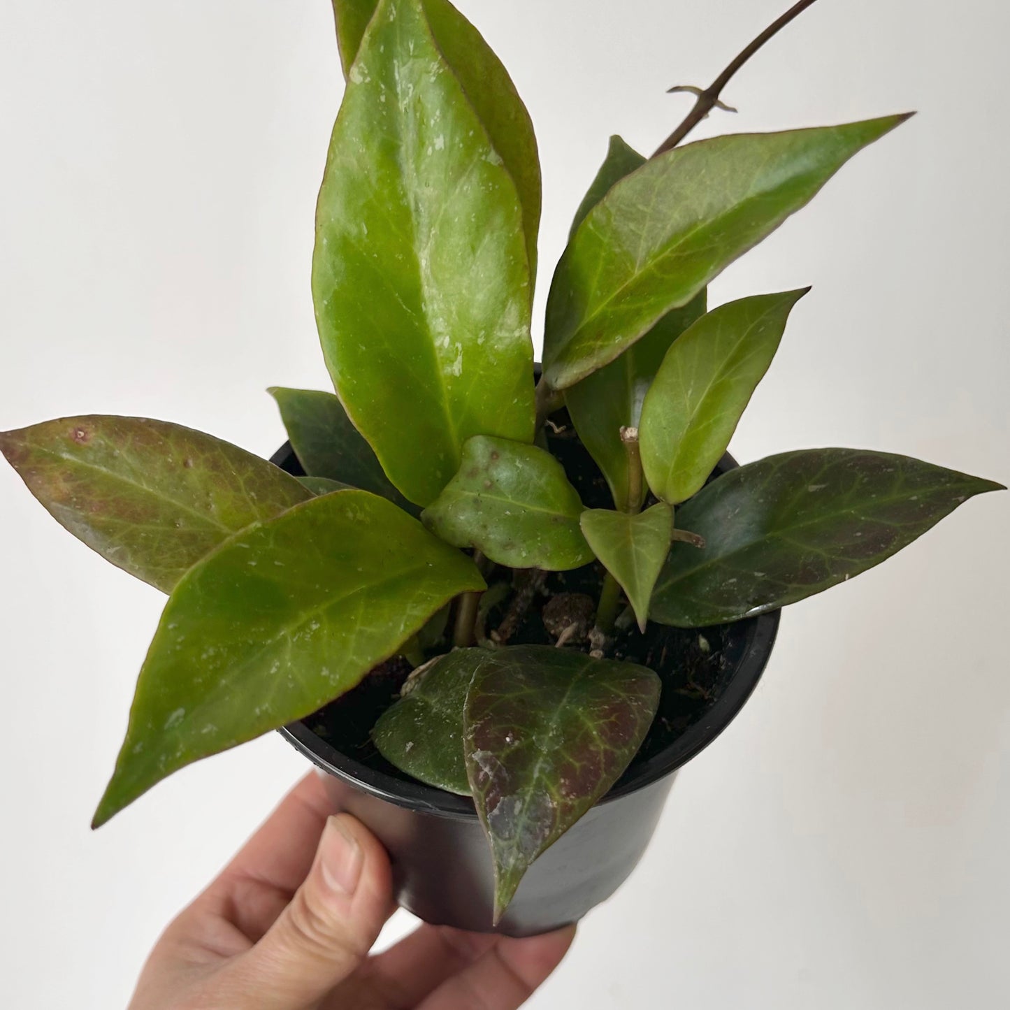 Hoya Sunrise 4” pot