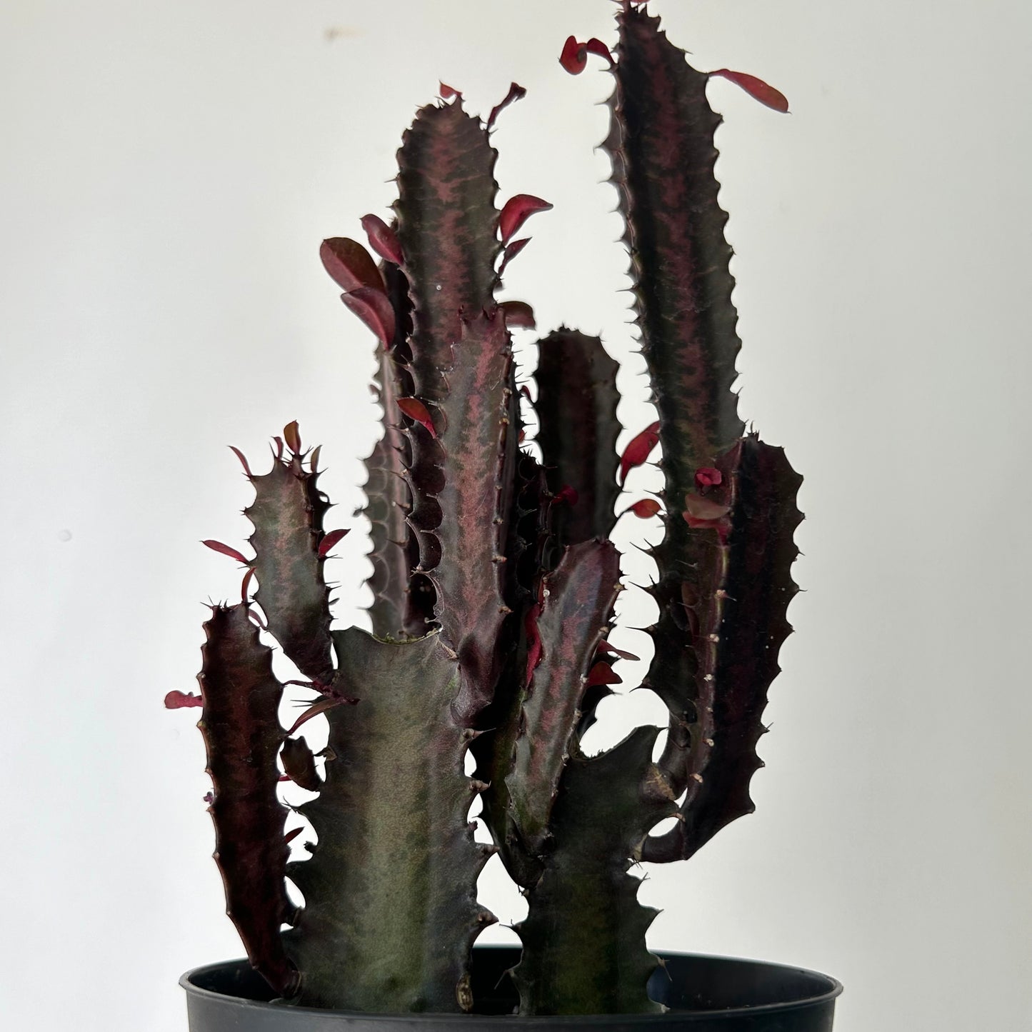 Euphorbia trigona ‘Rubra’ (three stalks) 5”pot