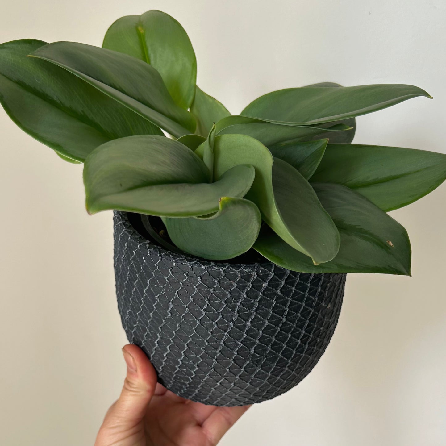 COMET Decorative Cement Pot (available in 3 sizes)