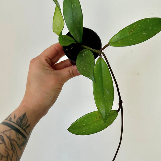 Hoya Pubicalyx 2.5”pot