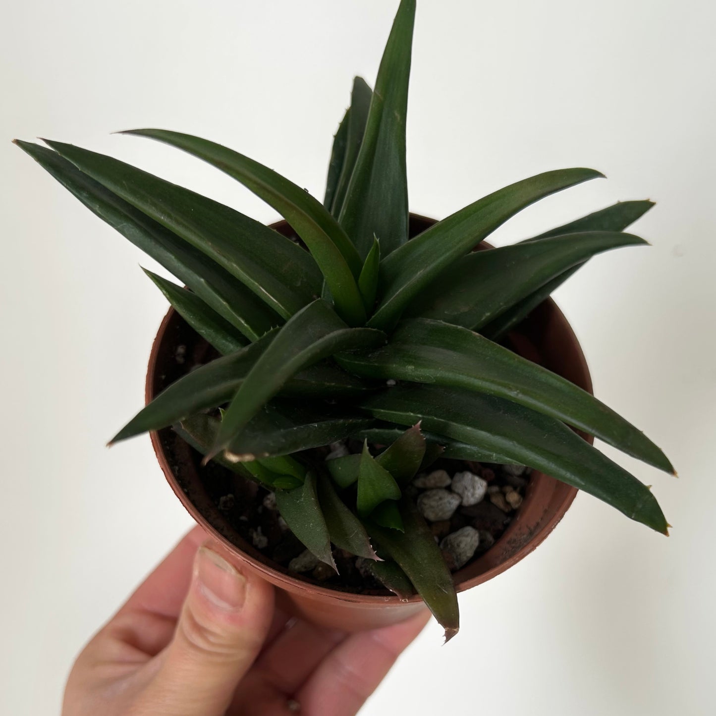 Aloe "Black Gem" 3.5”pot