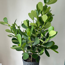 Load image into Gallery viewer, Autograph Tree (Clusia Rosea) approximately 3ft tall in 10&quot; pot
