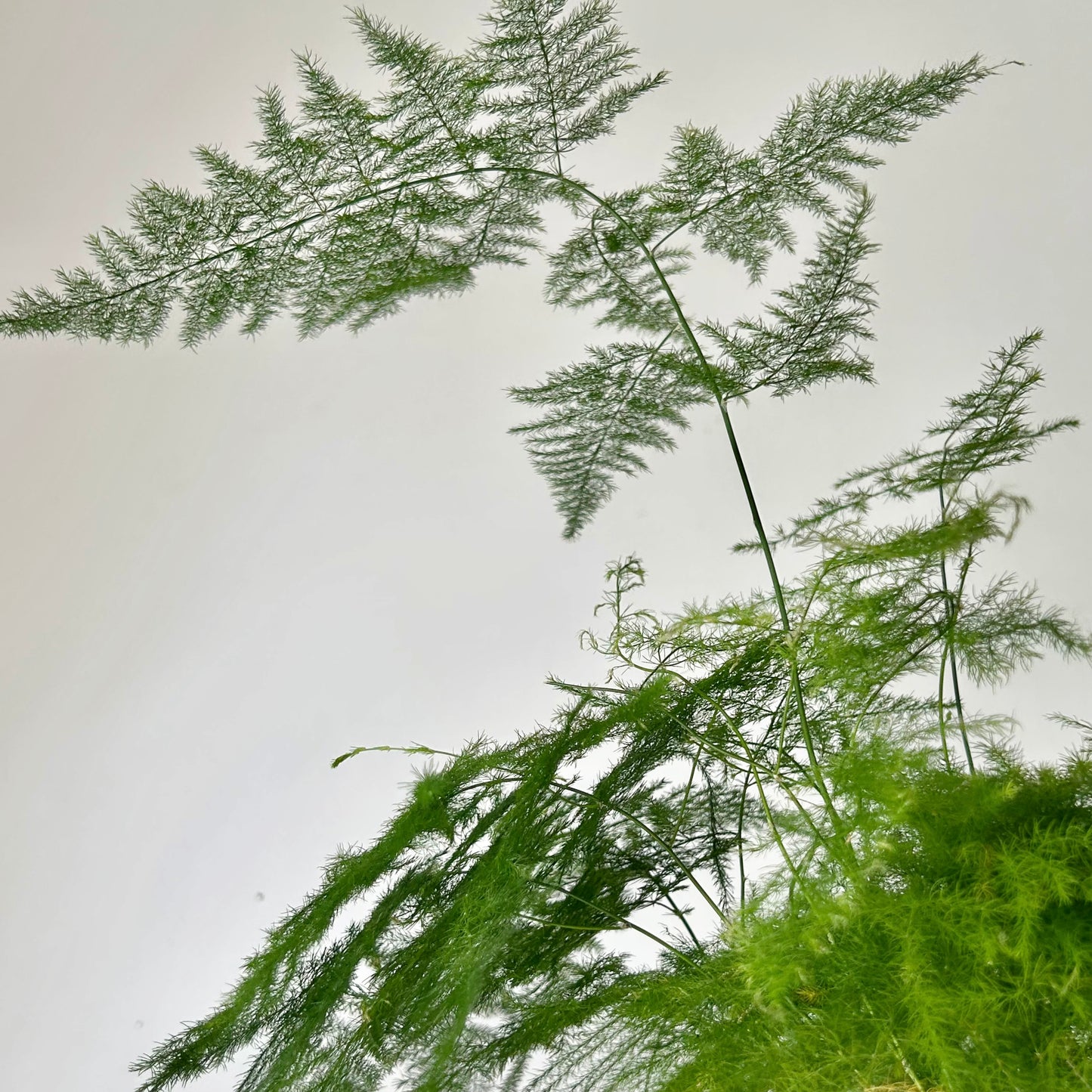 Common Asparagus Fern Plumosa 5” pot