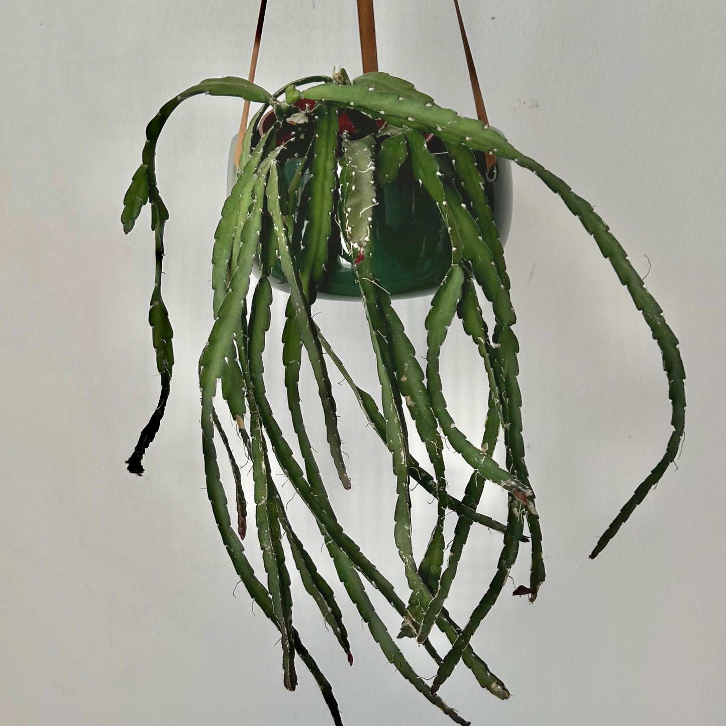 Hurricane Cactus (Lepismium cruciforme) 4” pot